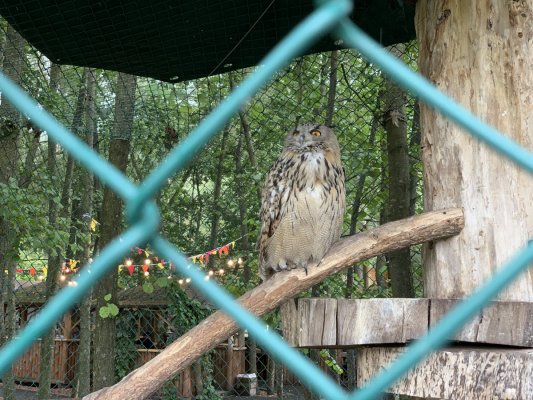 Большая сова